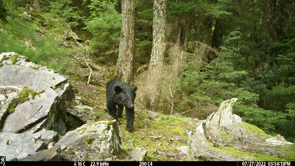 alt-雪霸國家公園大雪山地區動物資源調查成果-1