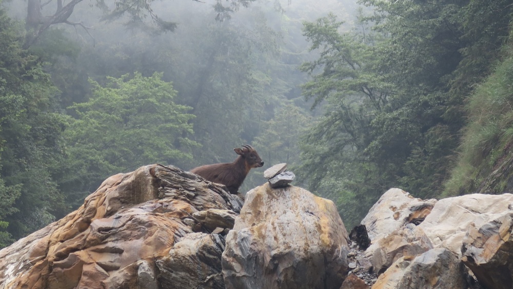 西勢山林道旁溪床上休憩的臺灣野山羊(王穎教授研究團隊提供)