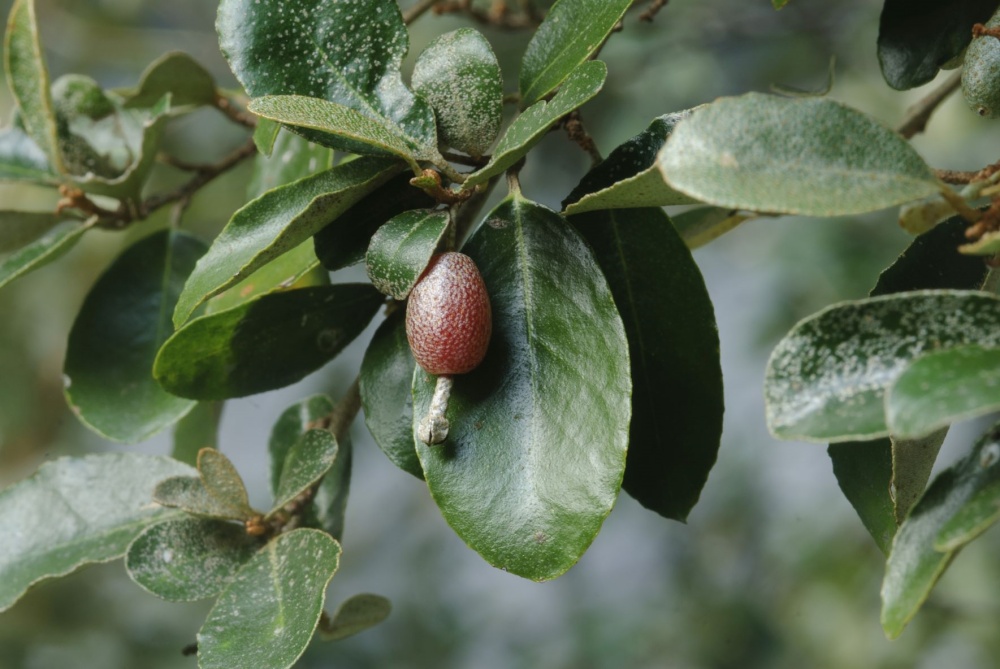 太魯閣胡頹子(陳添財老師提供)
