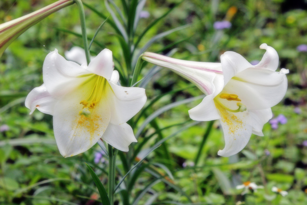 環流丘步道在春天可見臺灣百合的清雅迷人(太魯閣國家公園管理處提供)