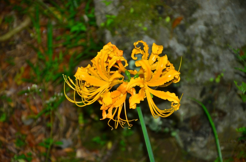 alt-太魯閣國家公園環流丘步道(封閉中)-3