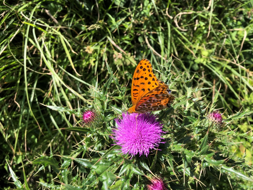 alt-陽明山國家公園四季常見蝴蝶-1