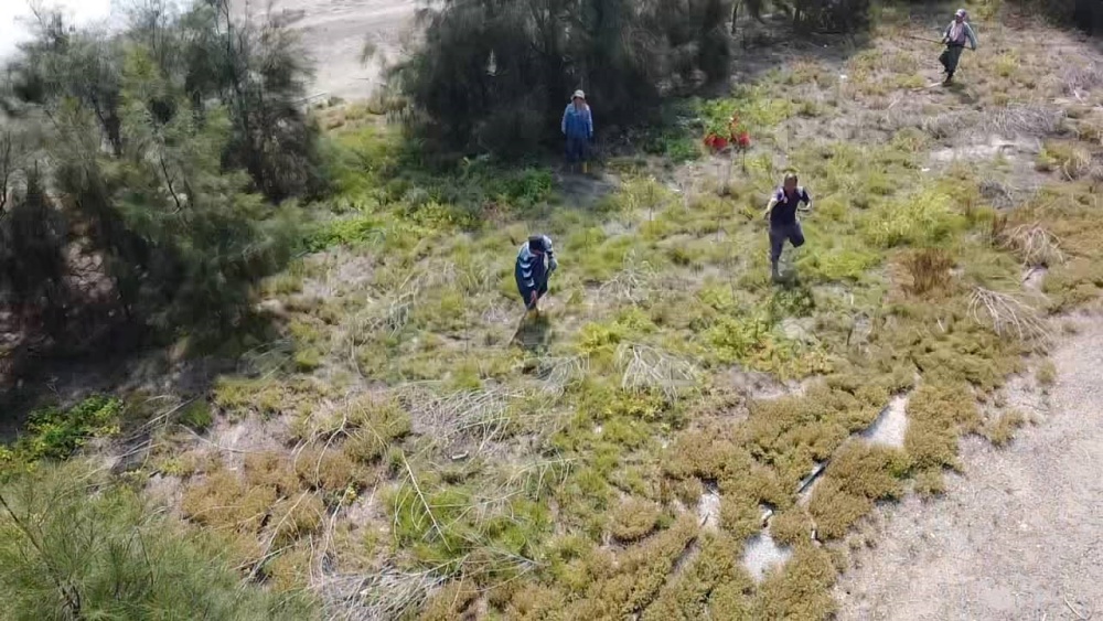 慈湖夜棲地木麻黃苗木補植及移除外來種(金門國家公園管理處提供)