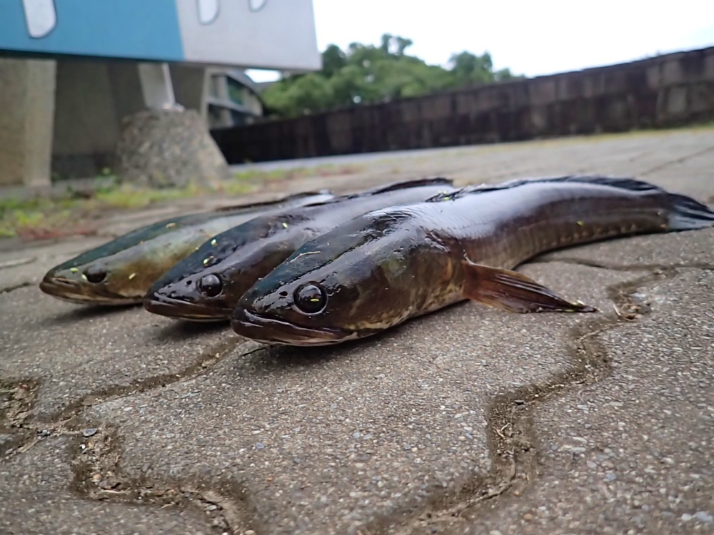alt-龍鑾潭重要濕地(國家級)外來種魚類移除計畫-1