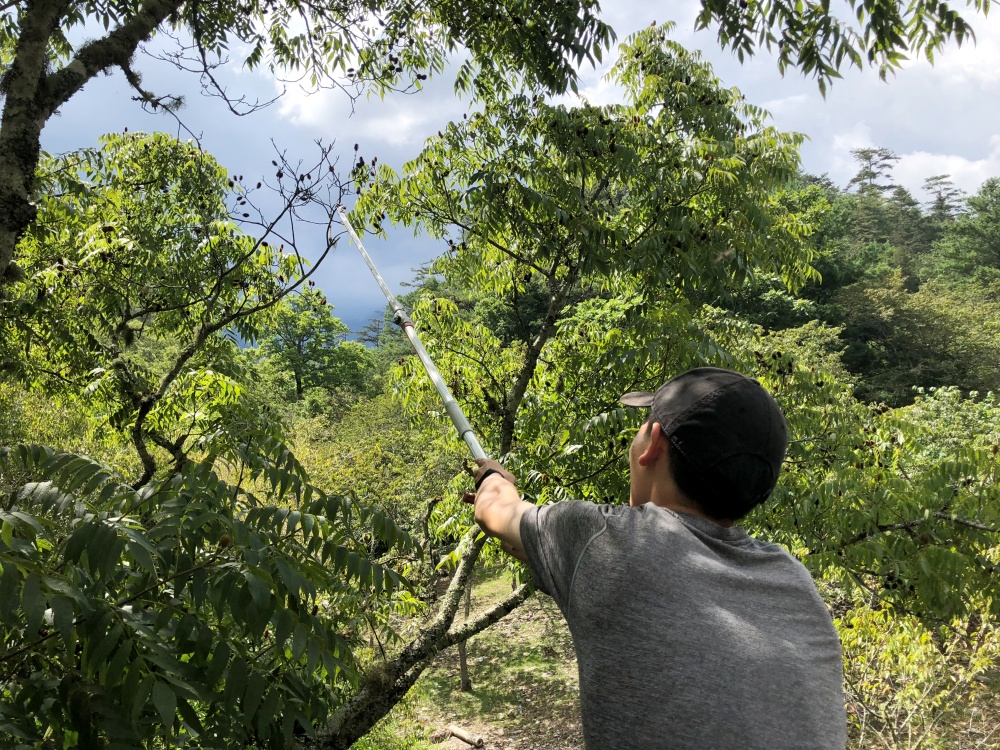 alt-雪霸國家公園的造林大小事-1