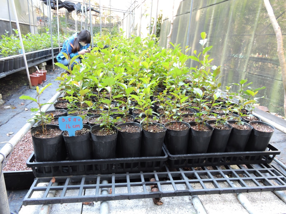 在種子採集及適當處理後，即可在苗圃進行育苗(邱清安教授研究團隊提供)