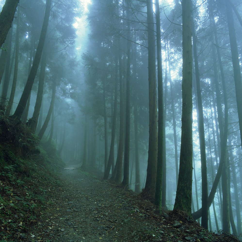 alt-雪霸國家公園檜山巨木群步道-1