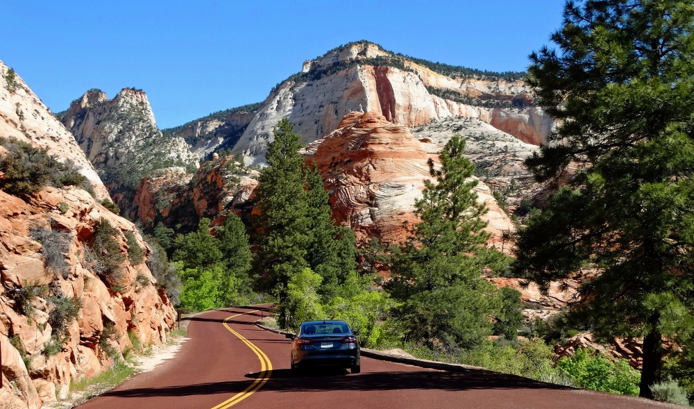 除了強化園區內本土植被系統，錫管處也提醒遊客協助，幫忙過濾抵禦外來植物的入侵，注意別讓外來植物種子進入國家公園（圖片來源：flickr/Don Graham）