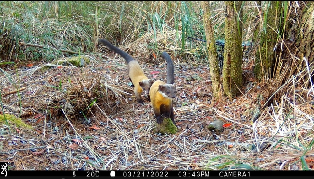 alt-Together Stronger! 貂科動物罕見的雄性結盟現象-1