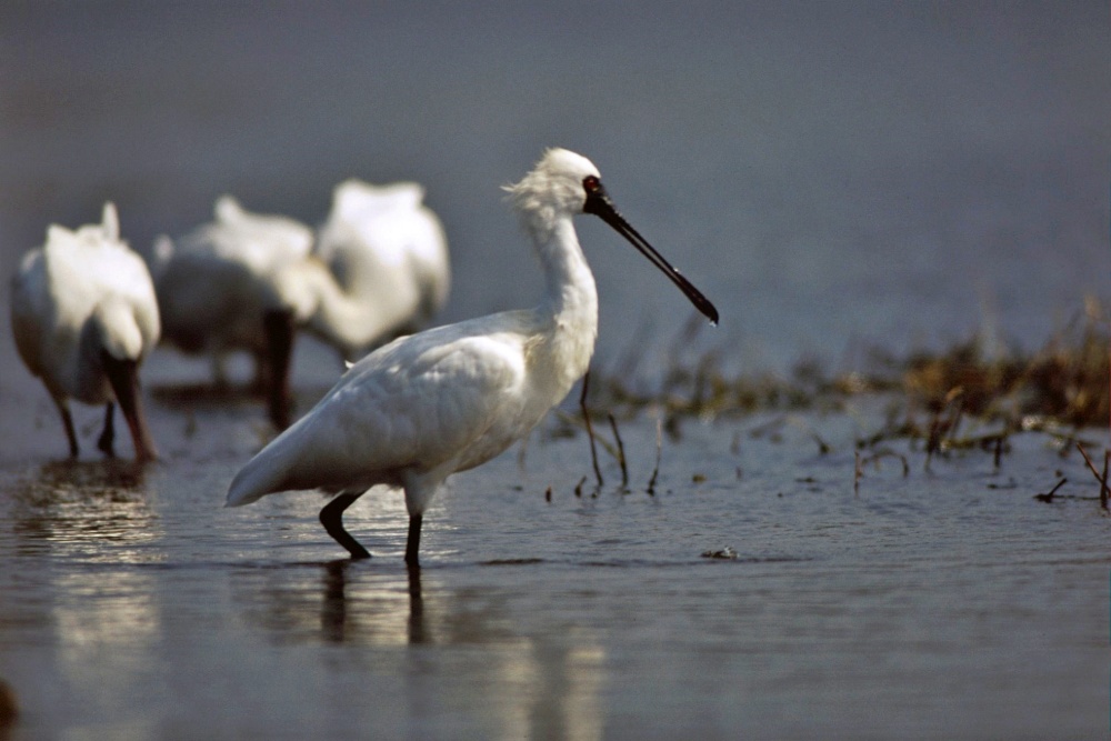 alt-黑面琵鷺生態友善棲地營造成果，友善擴張「綠色保育地圖」版圖-1