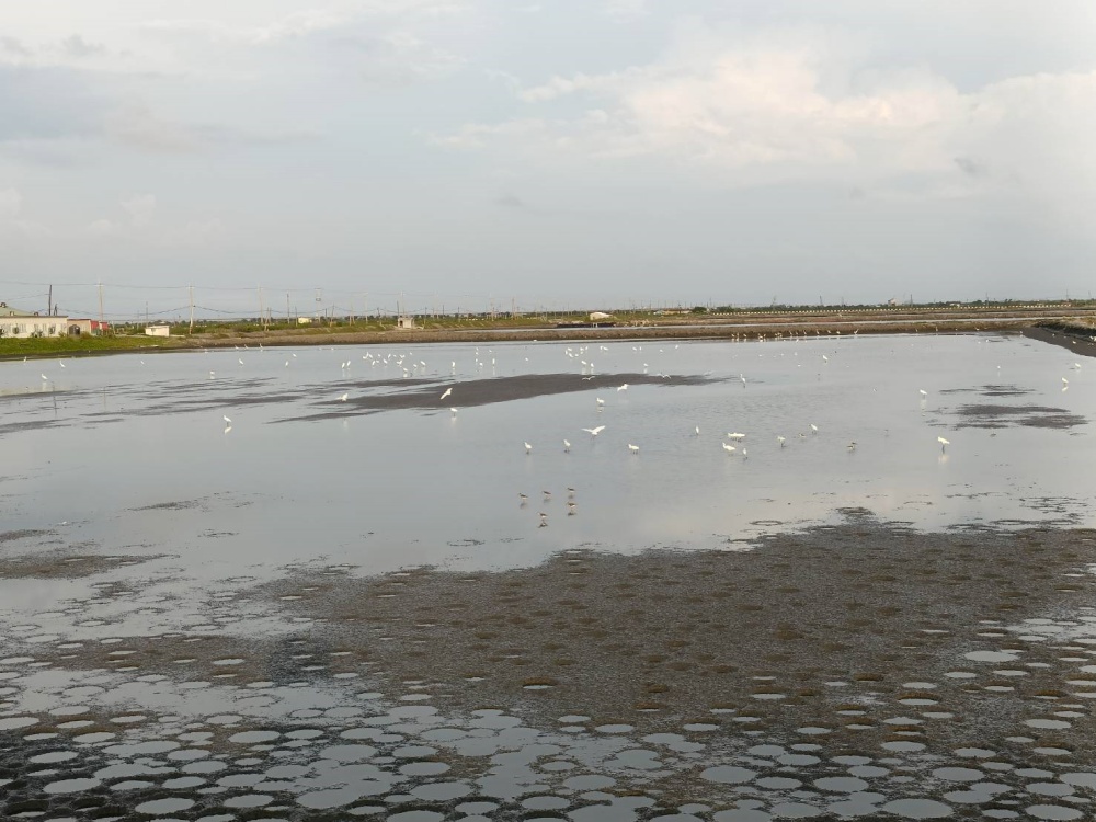 alt-黑面琵鷺生態友善棲地營造成果，友善擴張「綠色保育地圖」版圖-3