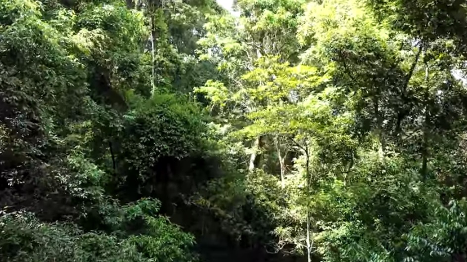 森林濃濃的水氣在樹冠凝結成霧，霧中塵埃飽含養分，加上溫暖陽光的滋潤，使得樹冠層的附生植物異常豐富，活像個小宇宙(雪霸國家公園管理處提供)