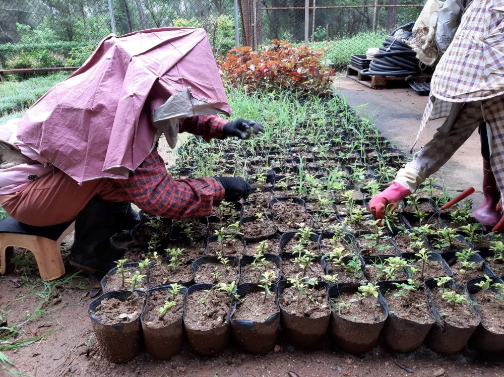 苗圃育苗撫育工作(金門國家公園管理處提供)
