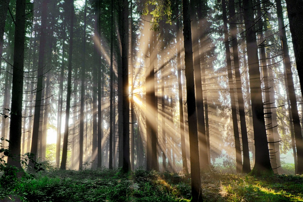 alt-德國運用 AI 技術協助森林轉型-1