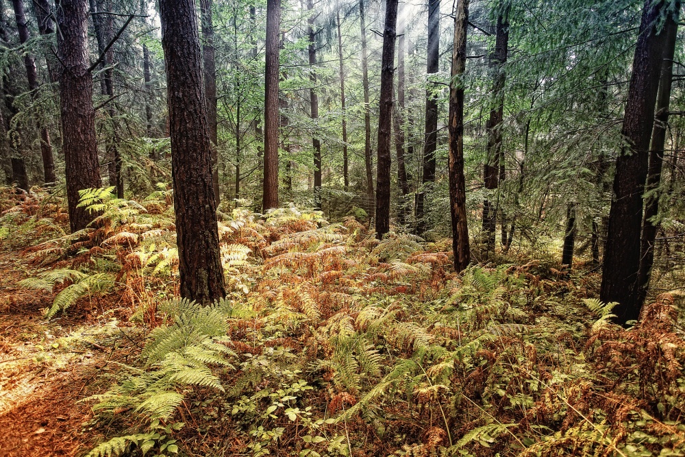 未來森林團隊能分析來自衛星影像、土壤樣本、氣象觀測和其他來源的數據，來模擬不同氣候預測和森林重建情境的效果，並評估各種經營方法產生的可能影響(圖片來源:flickr / Thomas Ulrich)