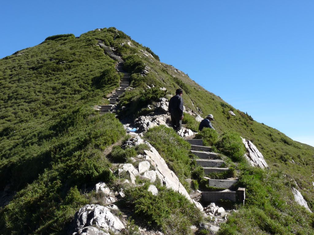 石門山步道沿途盡是玉山箭竹(太魯閣公園管理處提供)