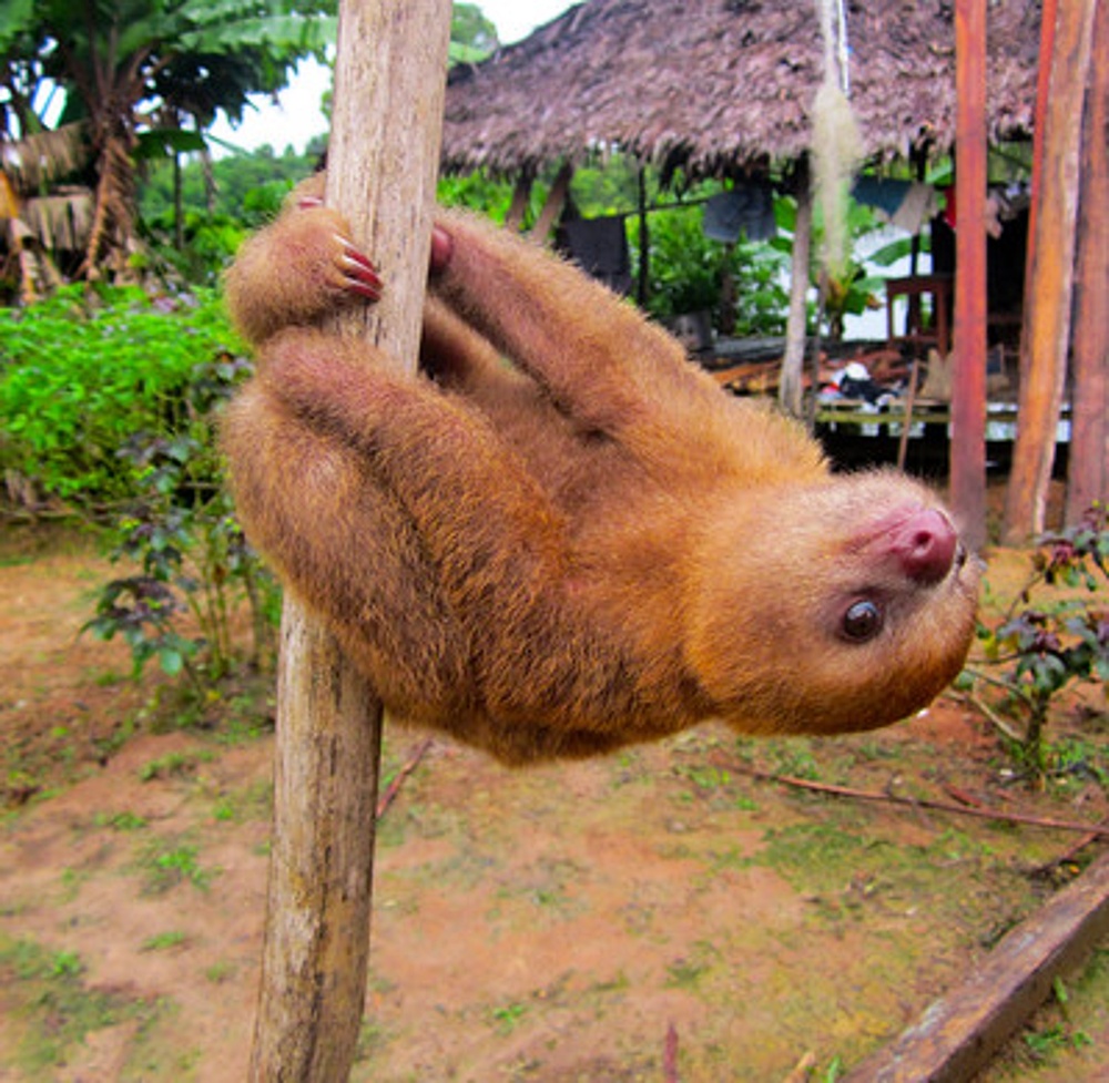 alt-澳洲、法國、秘魯和越南四個新點登錄IUCN「綠色名錄」-1