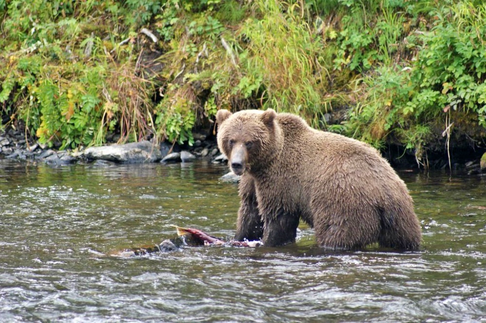 alt-北喀斯開山生態系的灰熊再引入計畫，引發保育、文化與社區之間的立場衝突-1