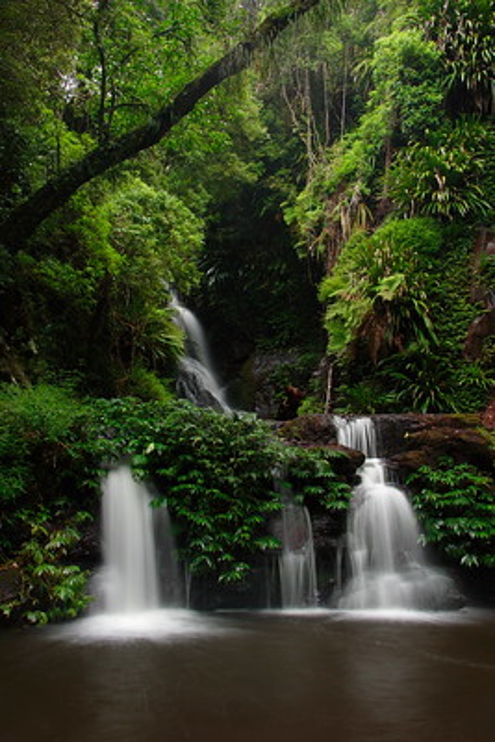 alt-澳洲、法國、秘魯和越南四個新點登錄IUCN「綠色名錄」-2