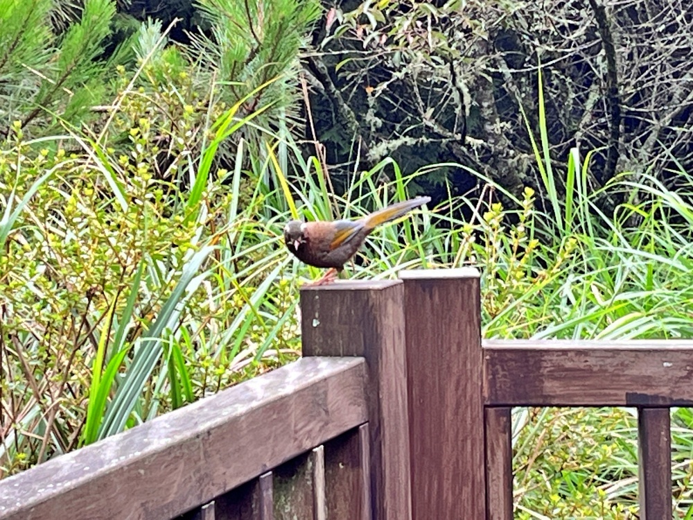 alt-跟小夥伴們組隊認識觀霧! 2024年雪霸國家公園暑期 Youth Camp 觀霧森林生態探索營-5