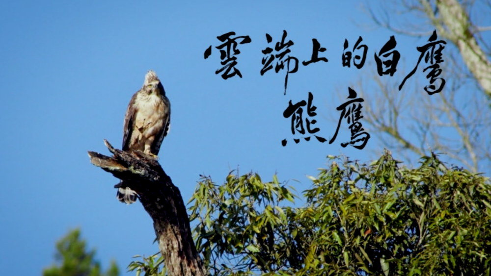 《雲端上的白鷹》影片封面