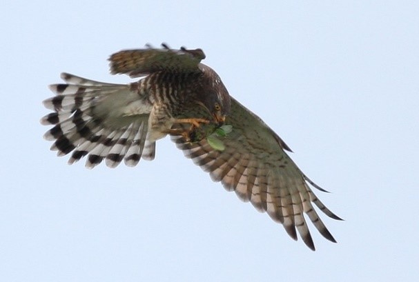 灰面鵟鷹捕捉飛蟲(墾丁國家公園管理處提供-曾建偉攝)