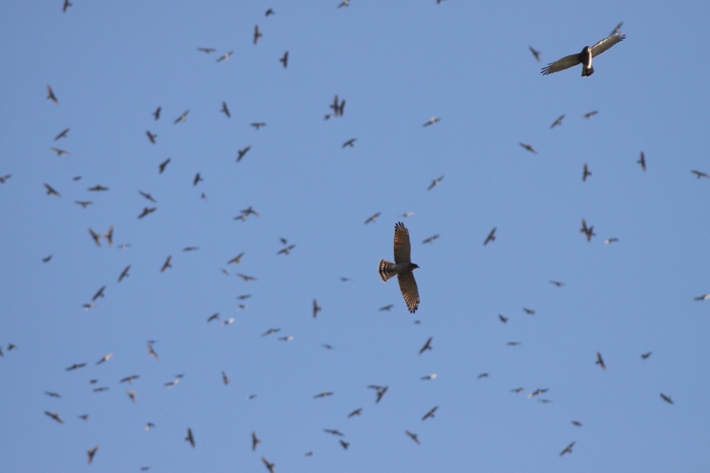 alt-墾丁國家公園過境猛禽調查-1