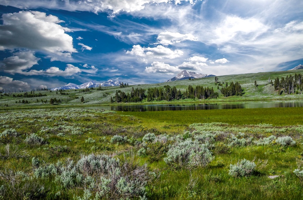 alt-黃石國家公園創建一個新的熊棲地管制區-1