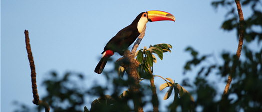 大嘴鳥（Tucan Grande）