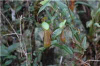 alt-馬來西亞京那峇魯國家公園-2