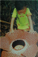 alt-馬來西亞京那峇魯國家公園-5