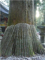 日本對樹的愛護