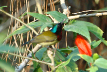 alt-活力鳥～叉尾太陽鳥-1