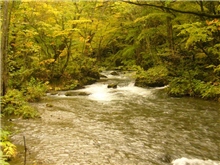 日本十和田八幡平國立公園（奧入瀨溪谷一景）