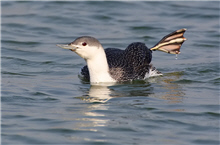 alt-驚鴻一瞥—稀有過境鳥紅喉潛鳥-1