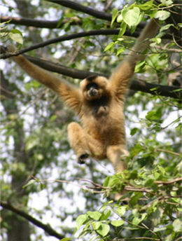 alt-協助越南Cat Tien National Park設立「瀕臨絕種靈長類中心」-1