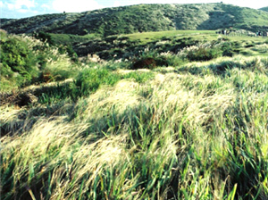 alt-陽明山四季植物櫥窗之美-1