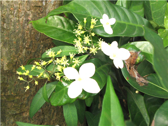 alt-陽明山四季植物櫥窗之美-2