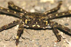 alt-梯形腫鬚蟹-1