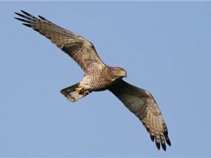 alt-墾丁國家公園琅嶠鷹季與灰面鵟鷹生態紀錄片-1