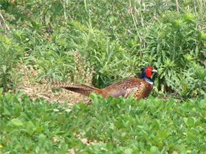 alt-草地彩蝶—環頸雉-1