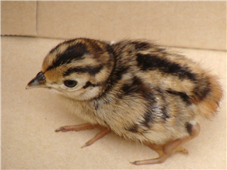 alt-草地彩蝶—環頸雉-2