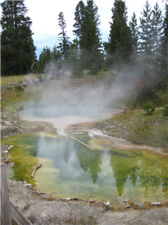 alt-生態與經濟共榮─談美國黃石公園復育狼群的生態效益-1