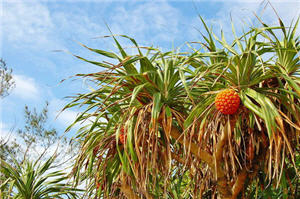 果實色彩鮮豔的林投樹