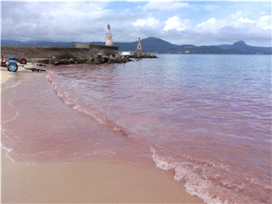 alt-墾丁珊瑚產卵奇觀  展現海洋生機-2