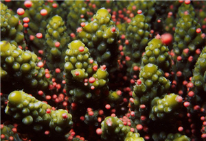 alt-墾丁珊瑚產卵奇觀  展現海洋生機-1