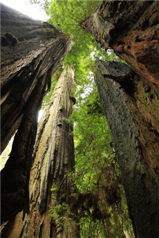 alt-與天比高的美國紅木國家公園（The Redwood National and State Parks）-1