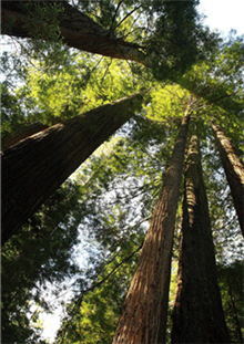 alt-自然生態瑰寶─美國紅木國家公園（The Redwood National and State Parks）-1