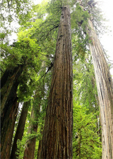 alt-自然生態瑰寶─美國紅木國家公園（The Redwood National and State Parks）-2