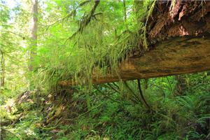 alt-諸神的寓所─美國奧林匹克國家公園（Olympic National Park）-1